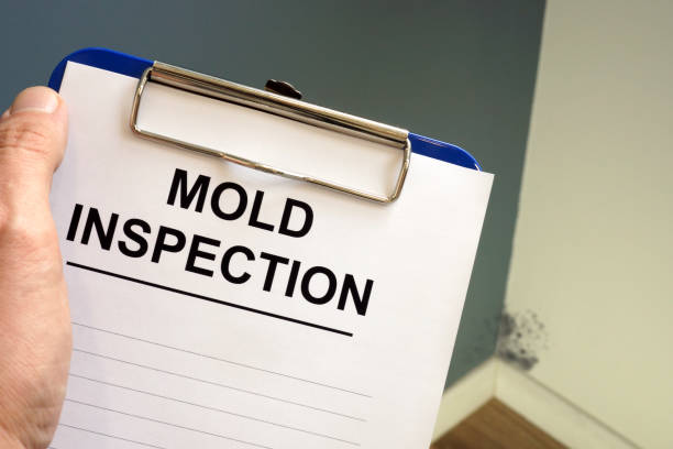 Best Mold Damage Restoration  in Bonner Springs, KS